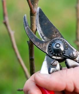 Secateurs pruning fruit tree